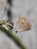 Polyommatus icarus