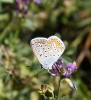 Polyommatus icarus