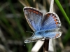 Polyommatus icarus