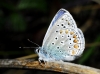 Polyommatus icarus