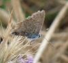 Polyommatus icarus