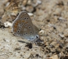 Polyommatus icarus