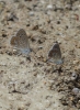 Polyommatus icarus