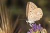 Polyommatus icarus