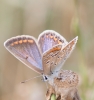 Polyommatus icarus