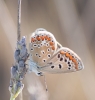 Polyommatus icarus