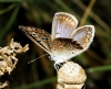Polyommatus icarus