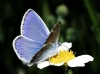Polyommatus icarus