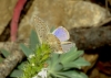 Polyommatus icarus