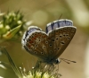 Polyommatus icarus