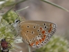 Polyommatus thersites
