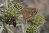 Polyommatus thersites