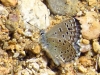Pseudophilotes panoptes