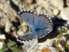 Pseudophilotes panoptes