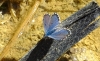 Pseudophilotes panoptes