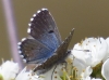 Pseudophilotes panoptes