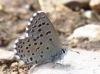 Pseudophilotes panoptes