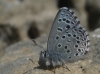 Pseudophilotes panoptes