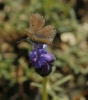Pseudophilotes panoptes