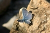 Pseudophilotes panoptes