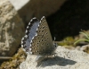 Pseudophilotes panoptes
