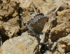Pseudophilotes panoptes