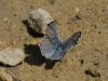 Pseudophilotes panoptes