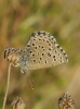 Pseudophilotes panoptes