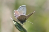 Pseudophilotes panoptes