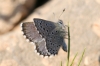 Pseudophilotes panoptes