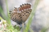 Pseudophilotes panoptes