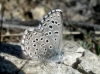 Pseudophilotes panoptes