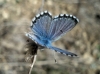 Pseudophilotes panoptes