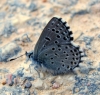 Pseudophilotes panoptes