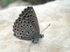 Pseudophilotes panoptes