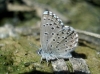 Pseudophilotes panoptes