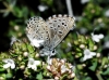 Pseudophilotes panoptes