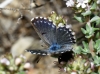 Pseudophilotes panoptes