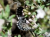 Pseudophilotes panoptes