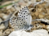 Pseudophilotes panoptes