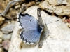 Pseudophilotes panoptes