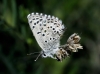 Pseudophilotes panoptes