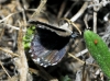 Pseudophilotes panoptes