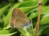 Satyrium acaciae Satyrium acaciae