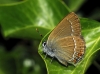 Satyrium acaciae Satyrium acaciae