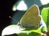 Satyrium acaciae Satyrium acaciae