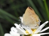 Satyrium acaciae Satyrium acaciae