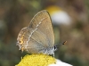Satyrium acaciae Satyrium acaciae