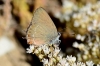 Satyrium esculi Satyrium esculi