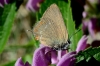Satyrium esculi Satyrium esculi
